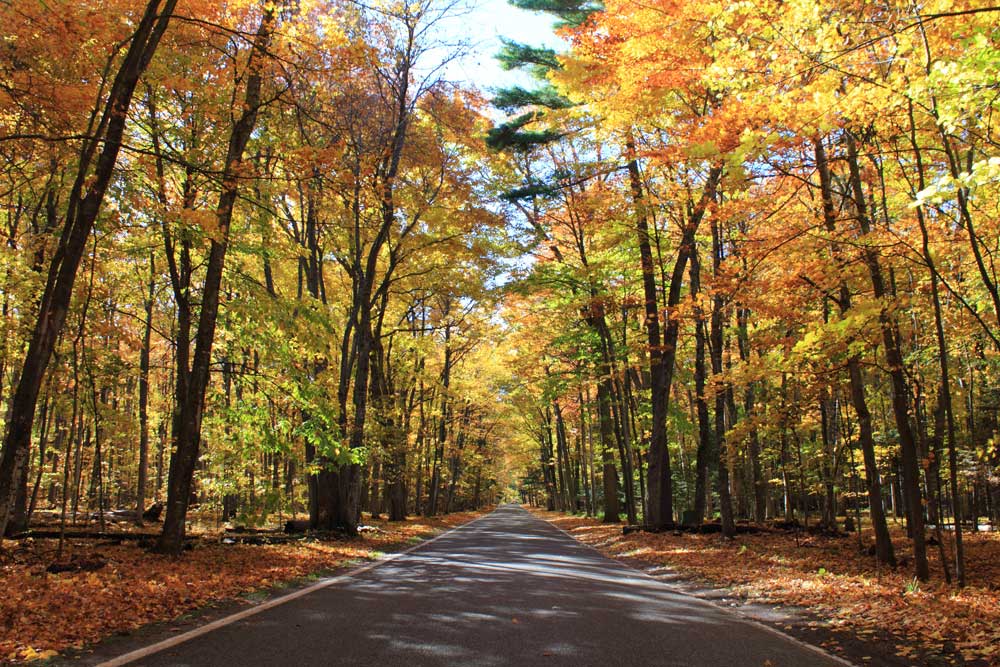 A quiet road beneath a canopy of golden and orange autumn leaves